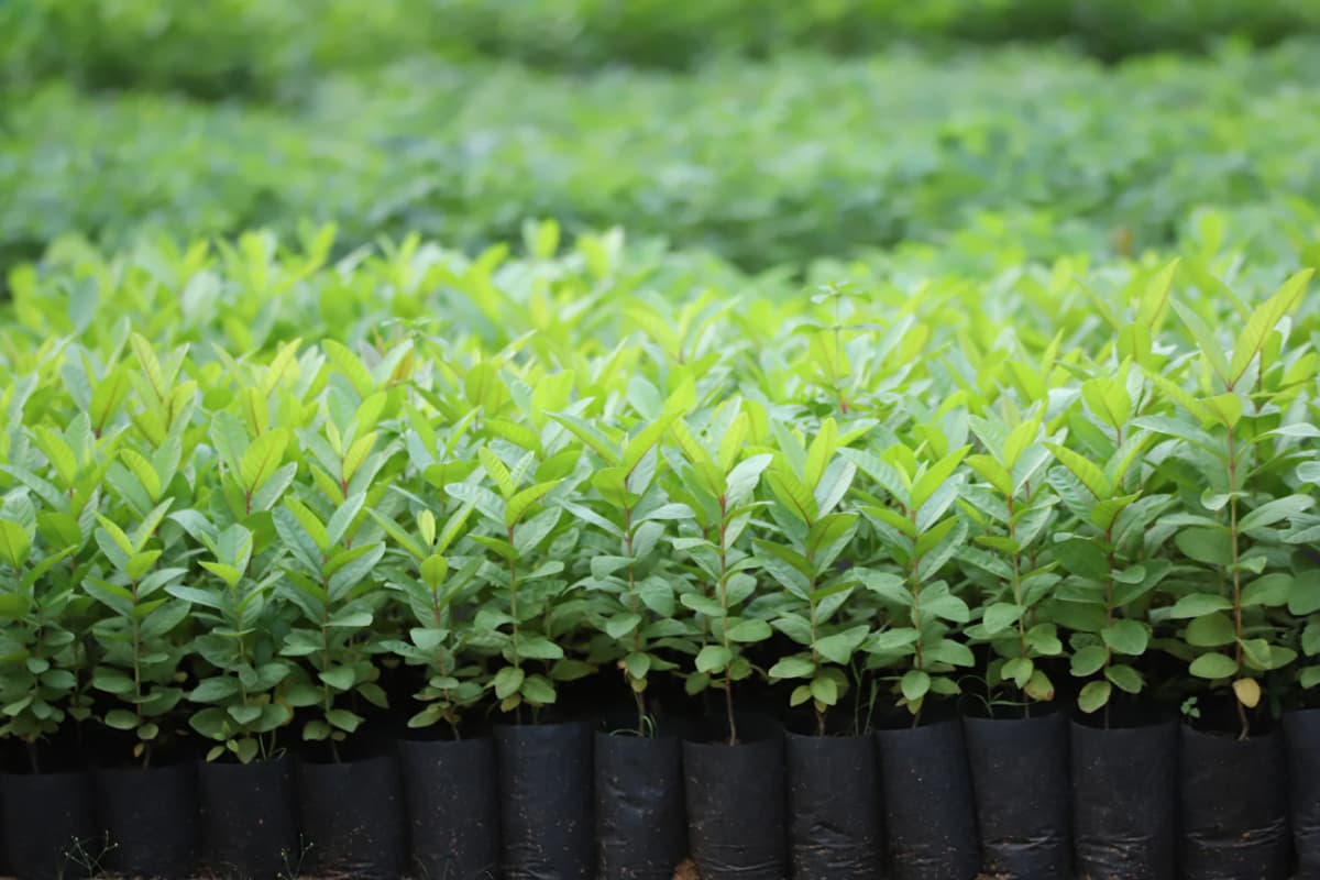 Aranyak (অরণ্যক)